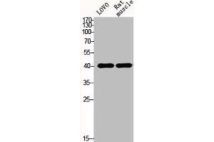 Western Blot analysis of LOVO mouse-muscle cells using Actin α1 Polyclonal Antibody (Actin Antikörper  (N-Term))