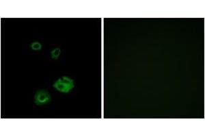 Immunofluorescence (IF) image for anti-Neuropeptide Y Receptor Y2 (NPY2R) (AA 1-50) antibody (ABIN2890911) (NPY2R Antikörper  (AA 1-50))