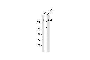 All lanes : Anti-FANCM Antibody (C-Term) at 1:2000 dilution Lane 1: Hela whole cell lysate Lane 2: U-2OS whole cell lysate Lysates/proteins at 20 μg per lane. (FANCM Antikörper  (AA 1752-1783))