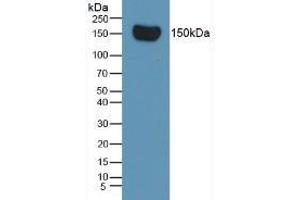 Western blot analysis of Rat Serum. (Complement Factor H Antikörper  (AA 975-1217))