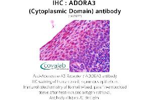 Image no. 1 for anti-Adenosine A3 Receptor (ADORA3) (3rd Cytoplasmic Domain) antibody (ABIN1731567) (Adenosine A3 Receptor Antikörper  (3rd Cytoplasmic Domain))