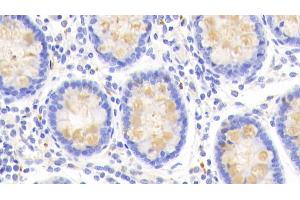 Detection of CLCA1 in Human Colon Tissue using Polyclonal Antibody to Chloride Channel Accessory 1 (CLCA1) (CLCA1 Antikörper  (AA 416-670))