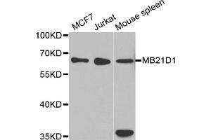 Western blot analysis of extracts of various cell lines, using MB21D1 antibody. (C6orf150 Antikörper)