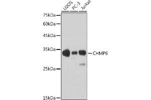 Western blot analysis of extracts of various cell lines, using CHMP6 antibody (ABIN6133624, ABIN6138551 and ABIN7101747) at 1:1000 dilution. (CHMP6 Antikörper)