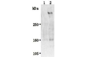 Western Blotting (WB) image for anti-Stabilin 2 (STAB2) antibody (ABIN1449211)