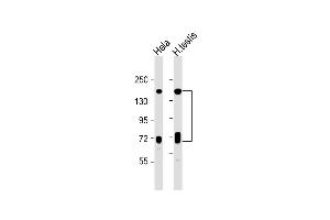 All lanes : Anti-NASP Antibody (N-term) at 1:1000 dilution Lane 1: Hela whole cell lysate Lane 2: human testis lysate Lysates/proteins at 20 μg per lane.