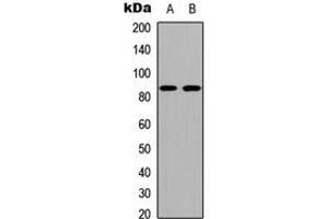 Western blot analysis of Cadherin 19 expression in COLO205 (A), NIH3T3 (B) whole cell lysates. (CDH19 Antikörper  (Center))
