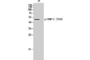 Western Blotting (WB) image for anti-Dihydropyrimidinase-Like 2 (DPYSL2) (pThr509) antibody (ABIN3173330) (DPYSL2 Antikörper  (pThr509))
