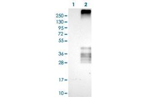 Western Blot (Cell lysate) analysis of (1) Negative control (vector only transfected HEK293T lysate), and (2) Over-expression lysate (Co-expressed with a C-terminal myc-DDK tag (~3.