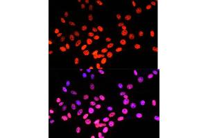 Immunofluorescence analysis of NIH/3T3 cells using Matrin 3 antibody (ABIN7268415) at dilution of 1:100. (MATR3 Antikörper  (AA 747-847))