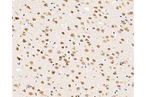 Immunohistochemistry analysis of paraffin-embedded mouse brain using RBFOX3 Polyclonal Antibody at dilution of 1:500. (NeuN Antikörper)