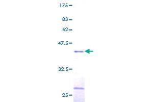 Image no. 1 for Transcription Elongation Factor B (SIII), Polypeptide 2 (18kDa, Elongin B) (TCEB2) (AA 1-118) protein (GST tag) (ABIN1322348) (TCEB2 Protein (AA 1-118) (GST tag))