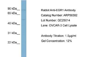 WB Suggested Anti-EGR1  Antibody Titration: 0. (EGR1 Antikörper  (Middle Region))
