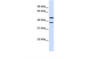 Image no. 1 for anti-Transmembrane Protein 135 (TMEM135) (AA 38-87) antibody (ABIN6738615) (TMEM135 Antikörper  (AA 38-87))