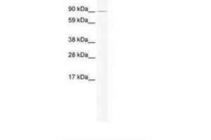 Image no. 1 for anti-E2F Transcription Factor 7 (E2F7) (AA 108-157) antibody (ABIN202949) (E2F7 Antikörper  (AA 108-157))