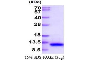 VAMP8 Protein (AA 1-76) (His tag)