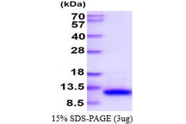 VAMP8 Protein (AA 1-76) (His tag)