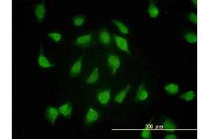 Immunofluorescence (IF) image for anti-Proteasome Subunit alpha 4 (PSMA4) (AA 1-261) antibody (ABIN562471)