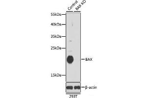 Western blot analysis of extracts from normal (control) and BAX knockout (KO) 293T cells using BAX Polyclonal Antibody at dilution of 1:1000. (BAX Antikörper)