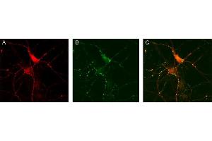Immunocytochemistry (ICC) image for anti-Glutamate Decarboxylase 1 (Brain, 67kDa) (GAD1) (AA 3-101) antibody (ABIN1742415) (GAD Antikörper  (AA 3-101))