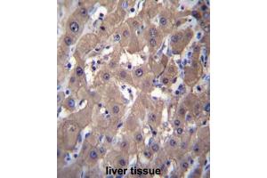 AKR1C2 Antibody (C-term) immunohistochemistry analysis in formalin fixed and paraffin embedded human liver tissue followed by peroxidase conjugation of the secondary antibody and DAB staining. (AKR1C2 Antikörper  (C-Term))