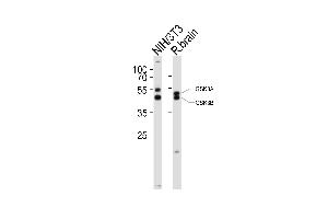 Western blot analysis of lysates from mouse NIH/3T3 cell line, rat brain tissue lysate(from left to right), using GSK3A Antibody (Center) (ABIN6243413 and ABIN6577862). (GSK3 alpha Antikörper  (AA 348-382))