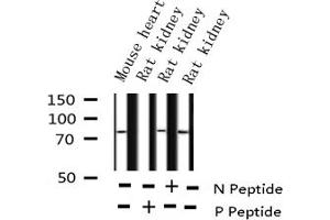 Western blot analysis of Phospho-Tau (Ser356) expression in various lysates (MAPT Antikörper  (pSer356))