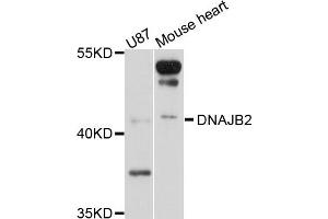 Western blot analysis of extract of U87 and mouse heart cells, using DNAJB2 antibody. (DNAJB2 Antikörper)