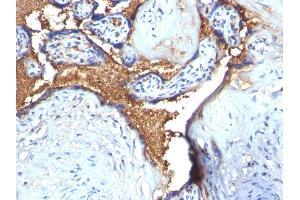 Formalin-fixed, paraffin-embedded human Placenta stained with Glycophorin A Rabbit Polyclonal Antibody (CD235a/GYPA Antikörper)