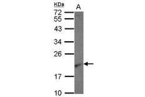 Image no. 1 for anti-Ribosomal Protein L26 (RPL26) (AA 1-95) antibody (ABIN1500743)