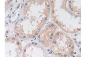 Detection of DDAH1 in Human Kidney Tissue using Polyclonal Antibody to Dimethylarginine Dimethylaminohydrolase 1 (DDAH1) (DDAH1 Antikörper  (AA 20-215))