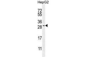 CCDC153 Antibody (N-term) western blot analysis in HepG2 cell line lysates (35µg/lane). (CCDC153 Antikörper  (N-Term))