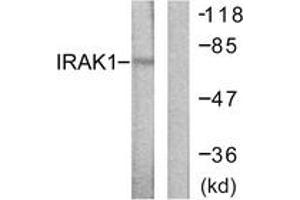 Western Blotting (WB) image for anti-Interleukin-1 Receptor-Associated Kinase 1 (IRAK1) (AA 353-402) antibody (ABIN2888667) (IRAK1 Antikörper  (AA 353-402))