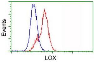 Image no. 2 for anti-Lysyl Oxidase (LOX) (AA 22-168) antibody (ABIN1491214) (LOX Antikörper  (AA 22-168))
