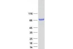 Validation with Western Blot (TOM1L2 Protein (Transcript Variant 3) (Myc-DYKDDDDK Tag))