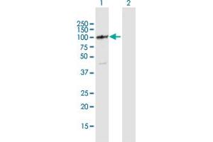 Western Blot analysis of DIS3L expression in transfected 293T cell line by DIS3L MaxPab polyclonal antibody.