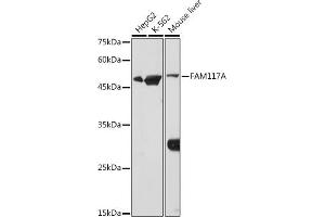Western blot analysis of extracts of various cell lines, using FA antibody (ABIN7267102) at 1:1000 dilution. (FAM117A Antikörper)