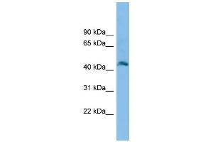 WB Suggested Anti-Fam172a Antibody Titration: 0. (Fam172a Antikörper  (N-Term))