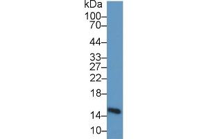 Western Blotting (WB) image for anti-Fatty Acid Binding Protein 3, Muscle and Heart (FABP3) (AA 1-133) antibody (ABIN7433315)