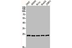 Western Blot analysis of 293T AD293 22RV1 HELA HepG2 cells using BAP31 Polyclonal Antibody (BCAP31 Antikörper  (Internal Region))
