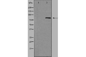 Western blot analysis of extracts from HT-29 cells using EZH1 antibody.