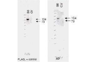 Image no. 1 for anti-ATP-Binding Cassette, Sub-Family B (MDR/TAP), Member 6 (ABCB6) (AA 440-455) antibody (ABIN401357) (ABCB6 Antikörper  (AA 440-455))
