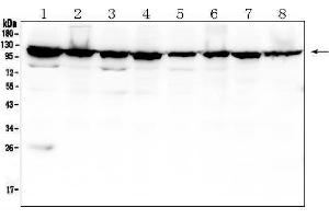 Western blot analysis of MVP using anti-MVP antibody (ABIN7600481).