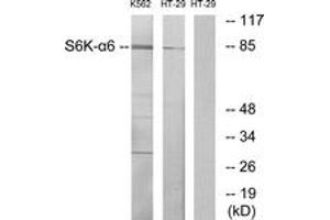 Western blot analysis of extracts from K562/HT-29 cells, using S6K-alpha6 Antibody. (RPS6KA6 Antikörper  (AA 661-710))