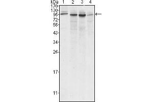 Western blot analysis using Calnexin mouse mAb against A431 (1), Hela (2), MCF-7 (3) and A549 (4) cell lysate. (Calnexin Antikörper)