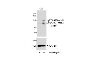 Western blot analysis of extracts from C6 cells, untreated or treated with anisomycin (25 μg/mL), using Phospho-JNK/SK(Thr183/Tyr185) (upper) or GDH (lower). (Basket Antikörper  (pThr183, pTyr185))