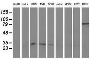 Image no. 2 for anti-Nonhomologous End-Joining Factor 1 (NHEJ1) antibody (ABIN1499731) (NHEJ1 Antikörper)