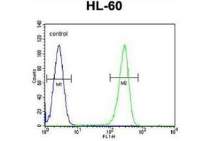 Fllow cytometric analysis of HL-60 cells using OR2W3 Antibody (C-term) Cat. (OR2W3 Antikörper  (C-Term))