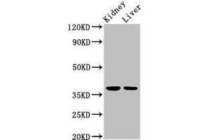 Western Blot Positive WB detected in: Rat kidney tissue, Mouse liver tissue All lanes: TAF8 antibody at 2. (TAF8 Antikörper  (AA 122-311))