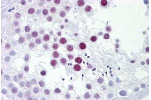 Anti-PHOX2A antibody IHC staining of human testis. (PHOX2A Antikörper  (AA 72-121))